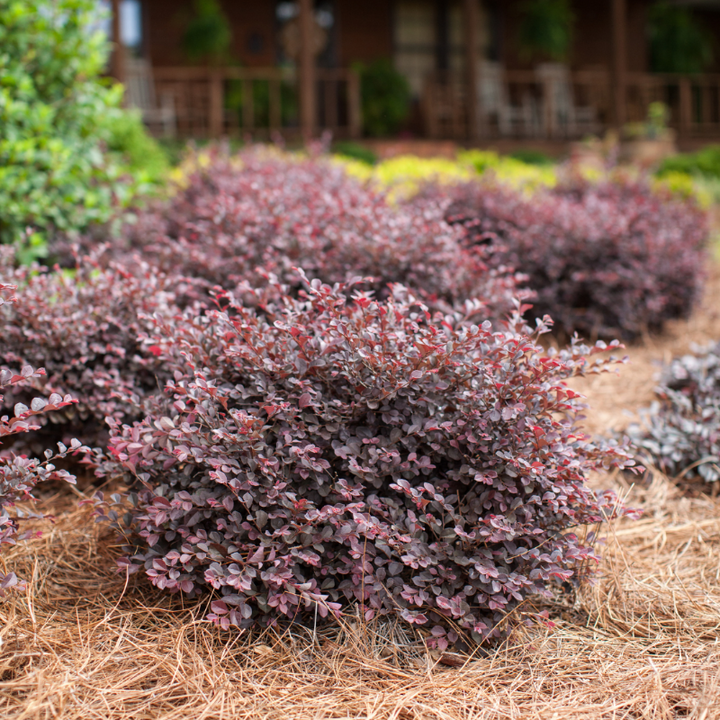 Crimson Fire Loropetalum with ruby foliage and neon pink flowers