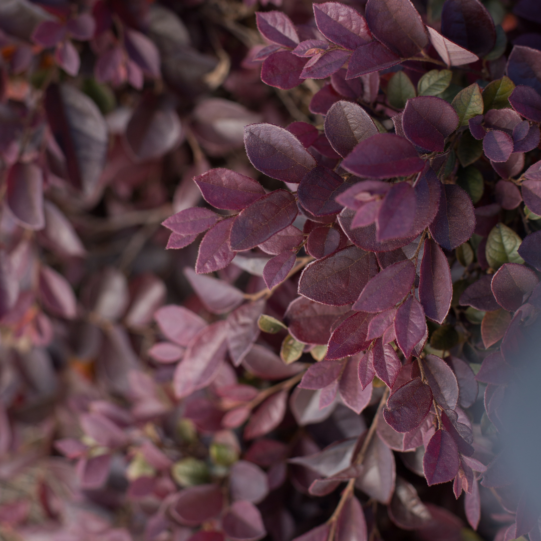 Crimson Fire Loropetalum with ruby foliage and neon pink flowers