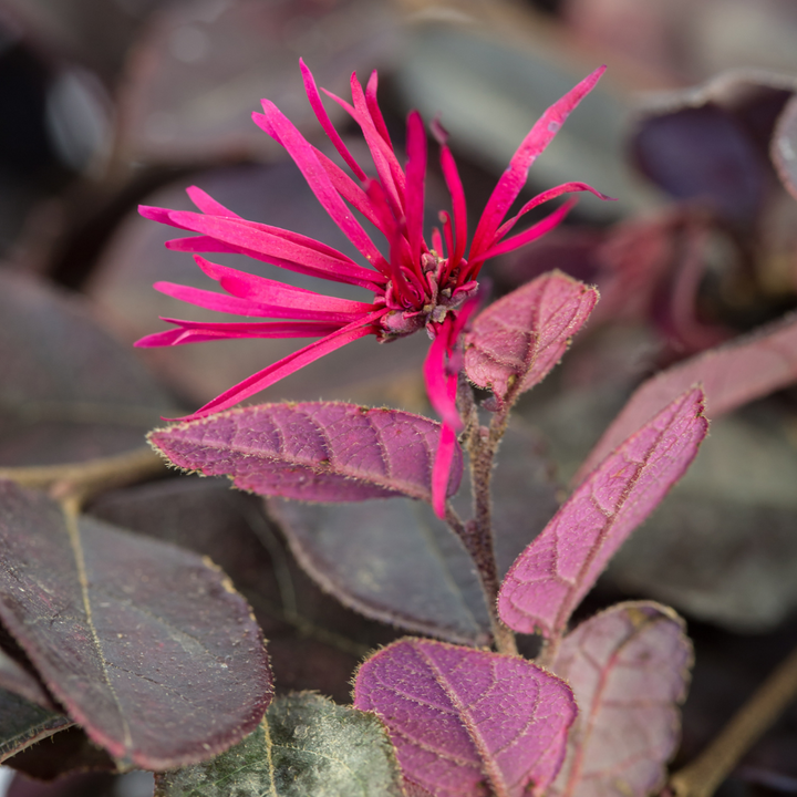 Crimson Fire Loropetalum with ruby foliage and neon pink flowers
