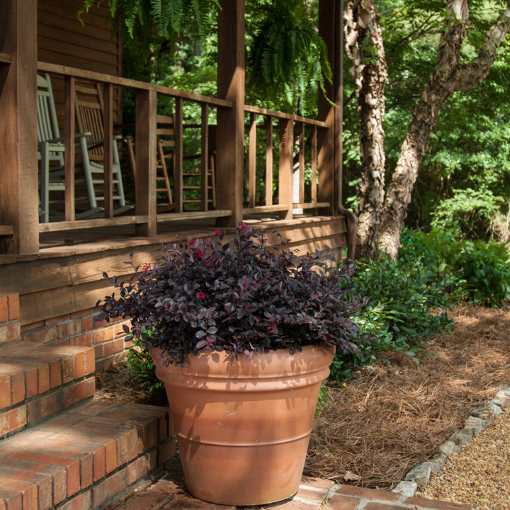 Crimson Fire Loropetalum with ruby foliage and neon pink flowers