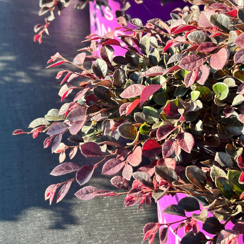 Crimson Fire Loropetalum with ruby foliage and neon pink flowers