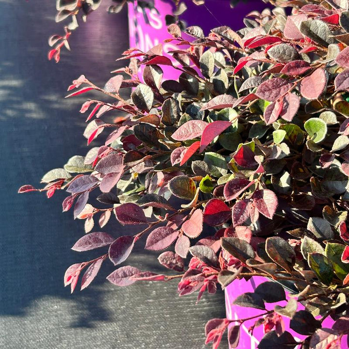 Crimson Fire Loropetalum with ruby foliage and neon pink flowers