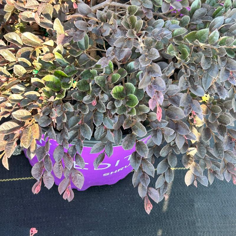 Crimson Fire Loropetalum with ruby foliage and neon pink flowers
