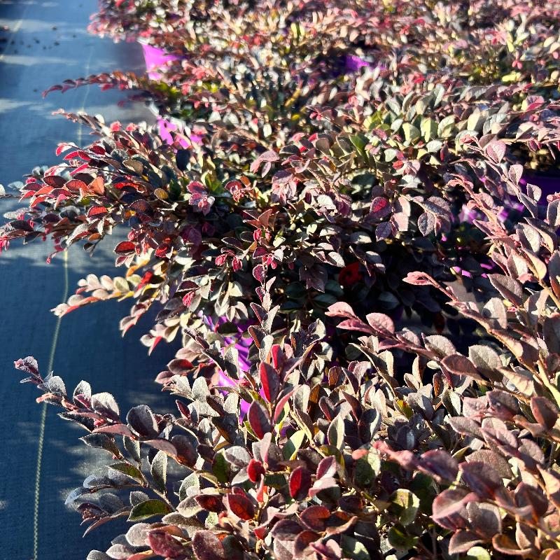 Crimson Fire Loropetalum with ruby foliage and neon pink flowers