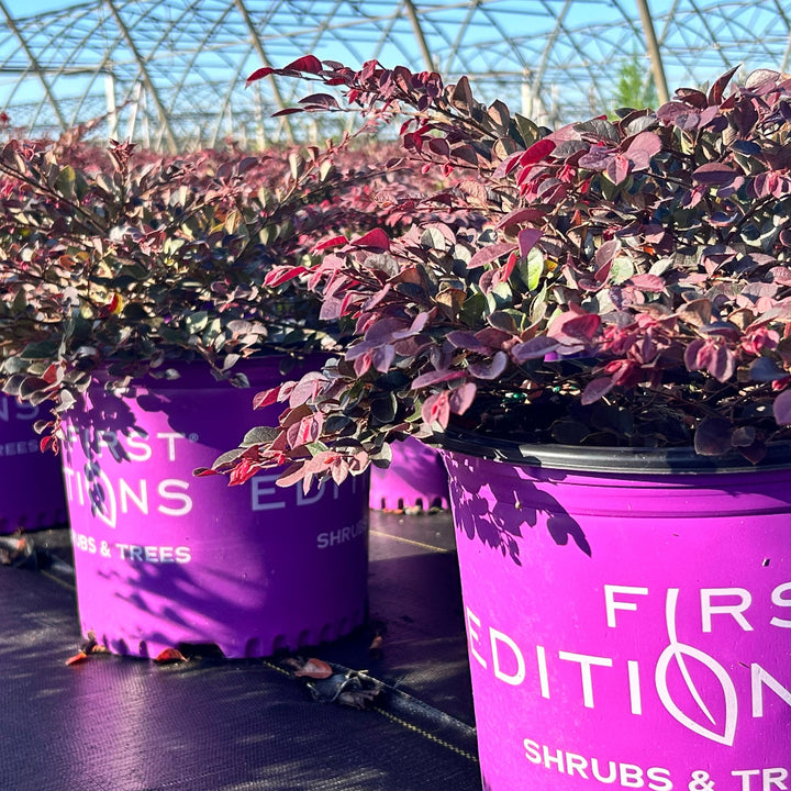 Crimson Fire Loropetalum with ruby foliage and neon pink flowers