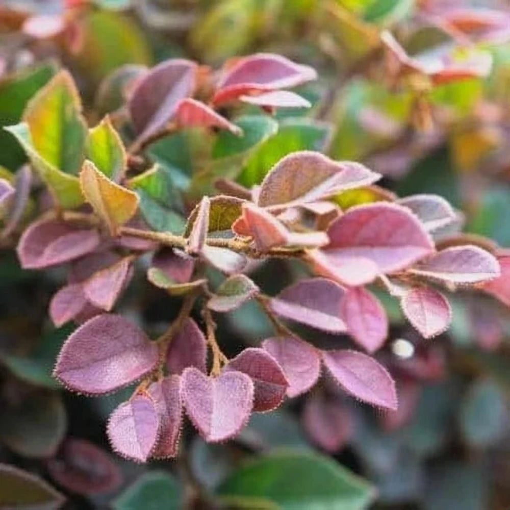 Daruma Loropetalum with burgundy foliage and hot pink flowers