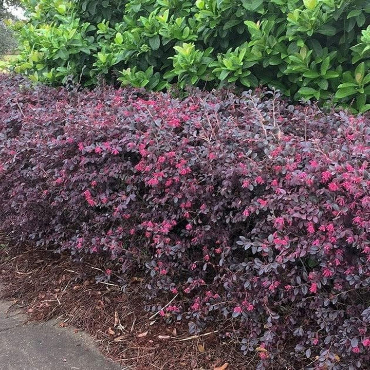 Daruma Loropetalum with burgundy foliage and hot pink flowers