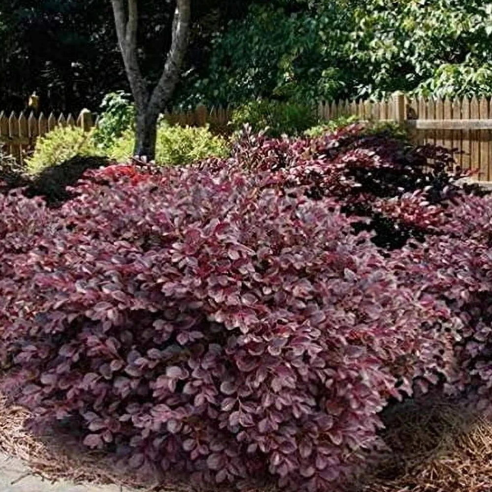 Daruma Loropetalum with burgundy foliage and hot pink flowers