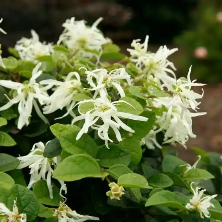 Emerald Snow Loropetalum with green foliage and white fringe flowers