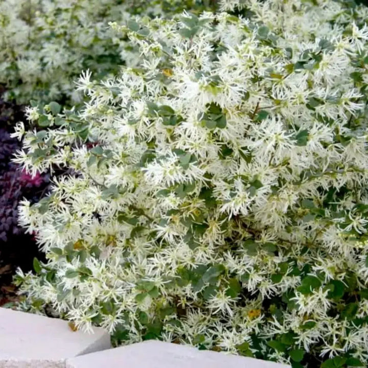 Emerald Snow Loropetalum with green foliage and white fringe flowers