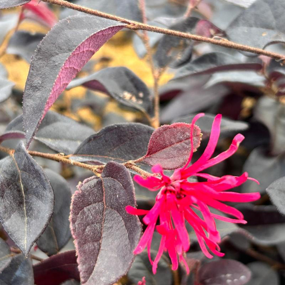 Loropetalum Ever Red®