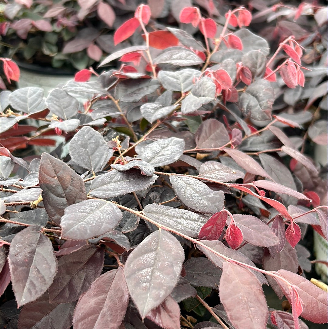 Jazz Hands Mini Loropetalum with purple foliage and bright pink flowers
