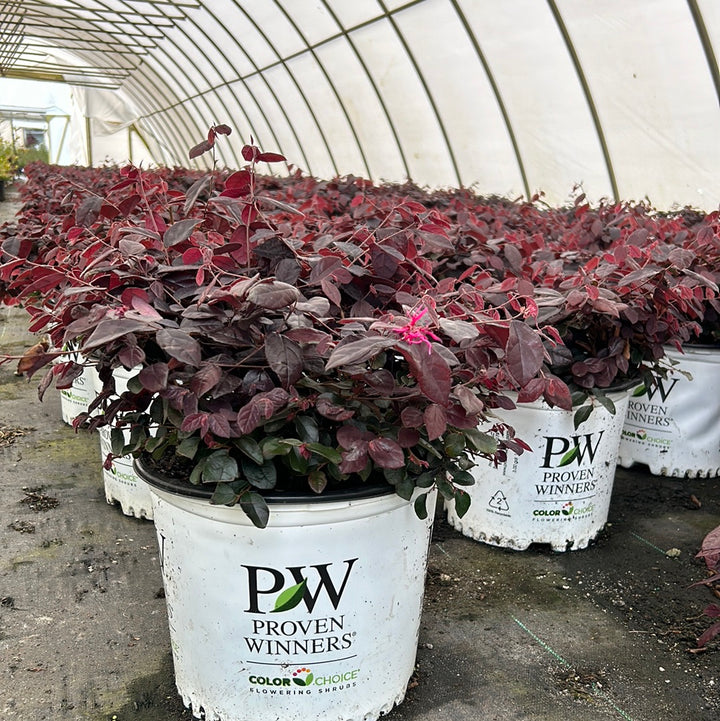 Jazz Hands Mini Loropetalum with purple foliage and bright pink flowers