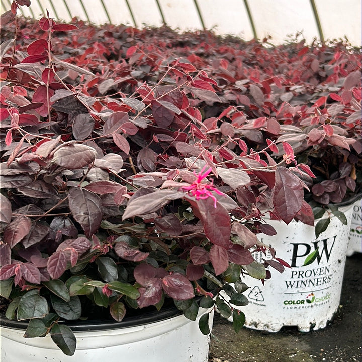 Jazz Hands Mini Loropetalum with purple foliage and bright pink flowers