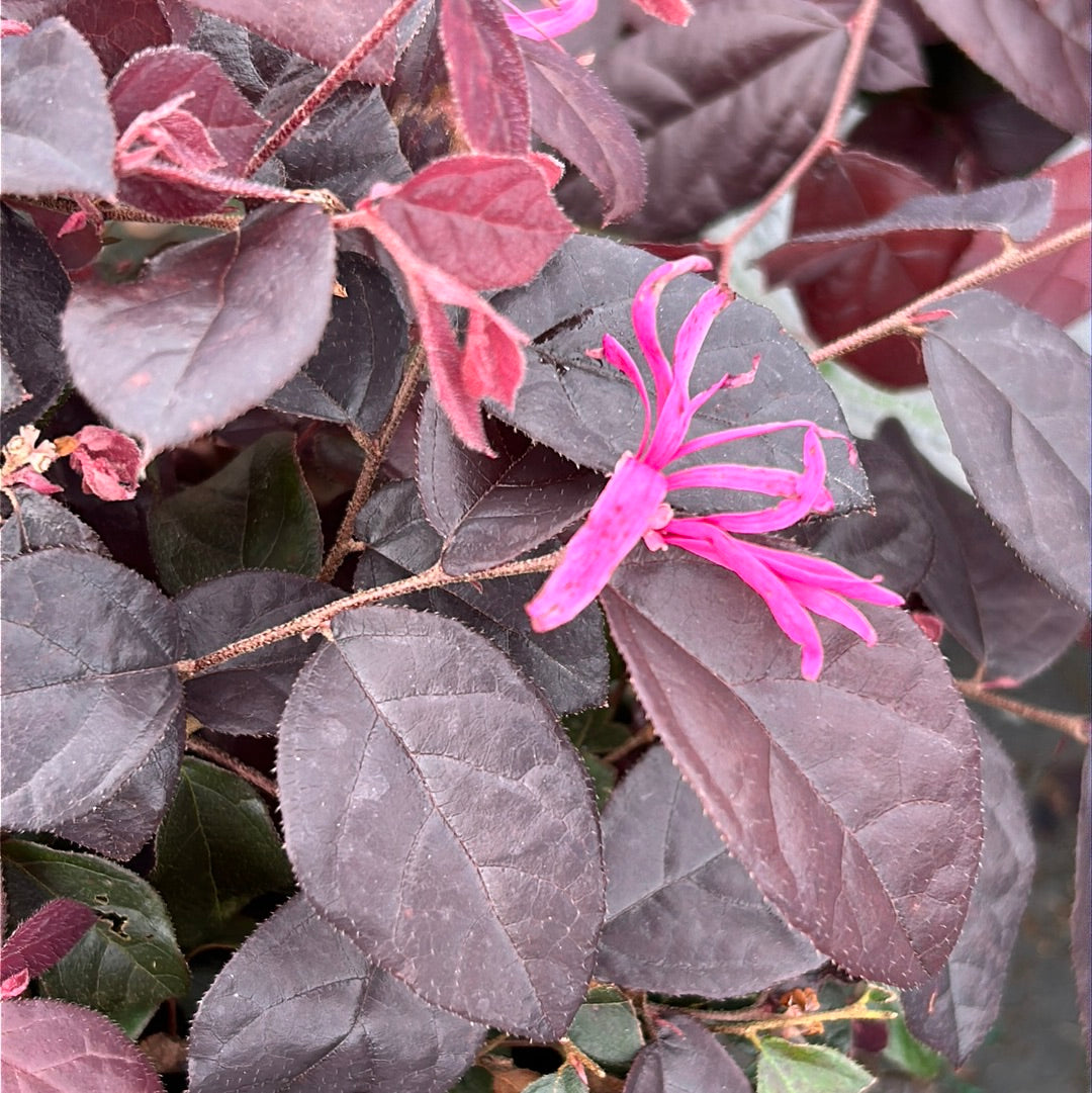 Jazz Hands Mini Loropetalum with purple foliage and bright pink flowers