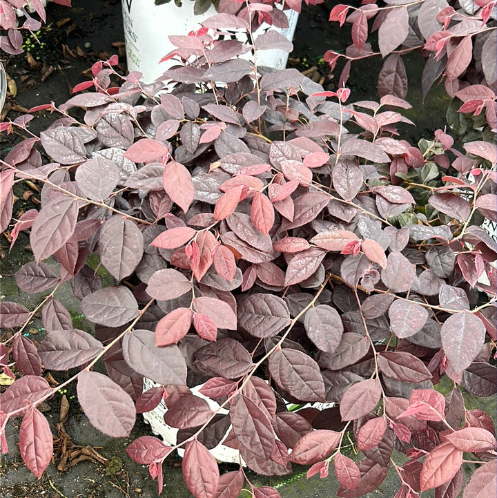 Jazz Hands Mini Loropetalum with purple foliage and bright pink flowers