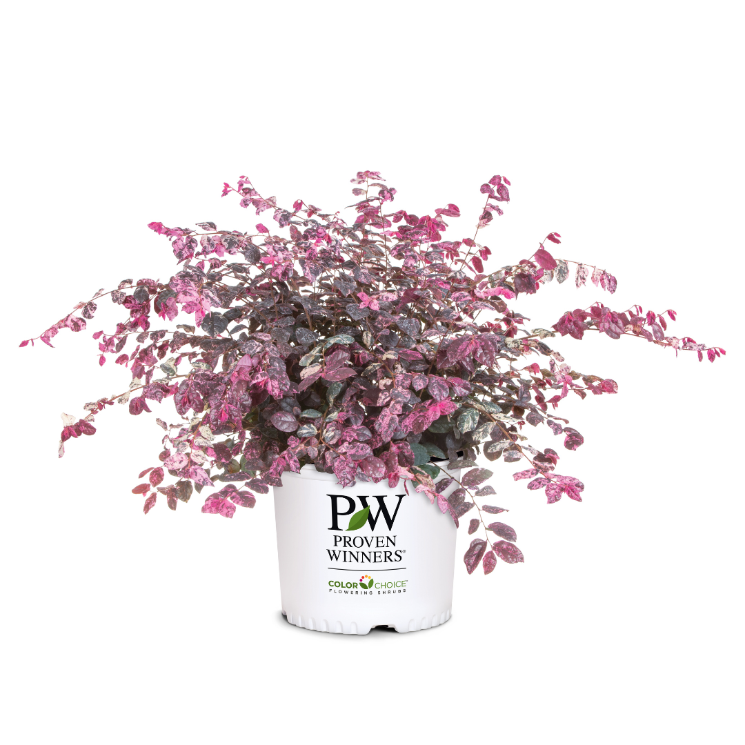 Jazz Hands Variegated Loropetalum with pink white green and burgundy foliage