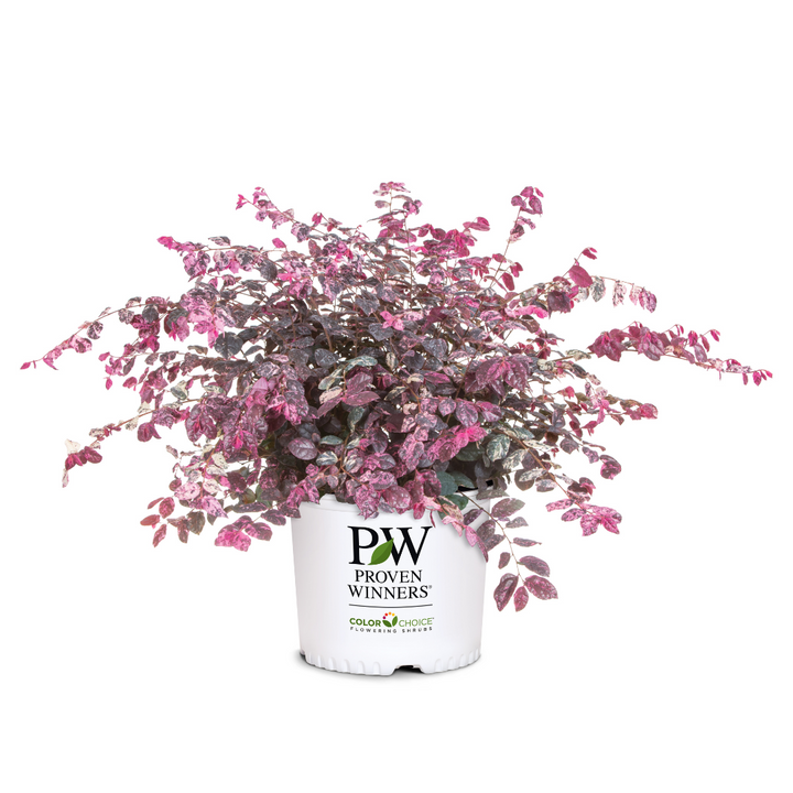 Jazz Hands Variegated Loropetalum with pink white green and burgundy foliage