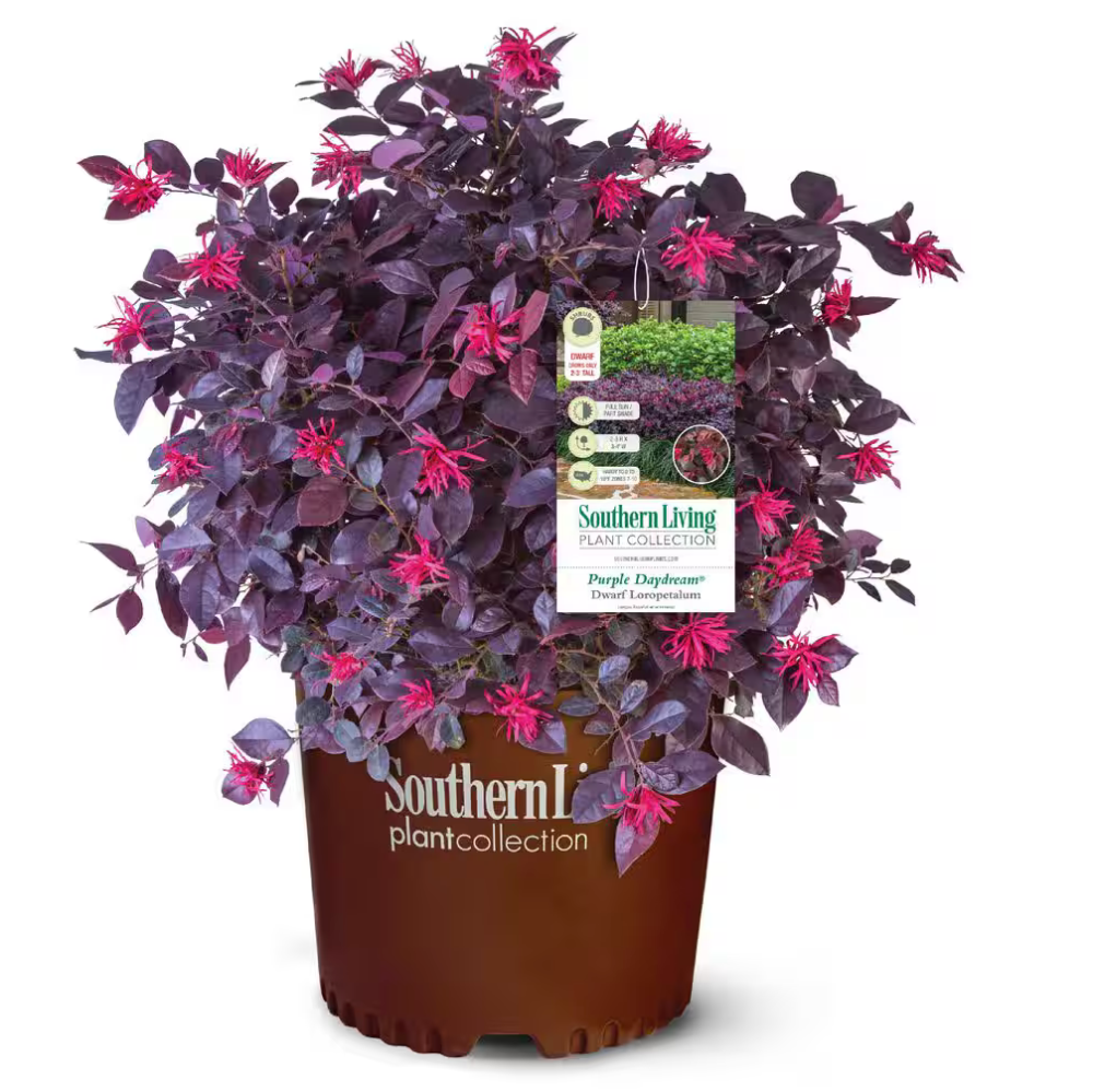 Purple Daydream Loropetalum with low spreading purple foliage