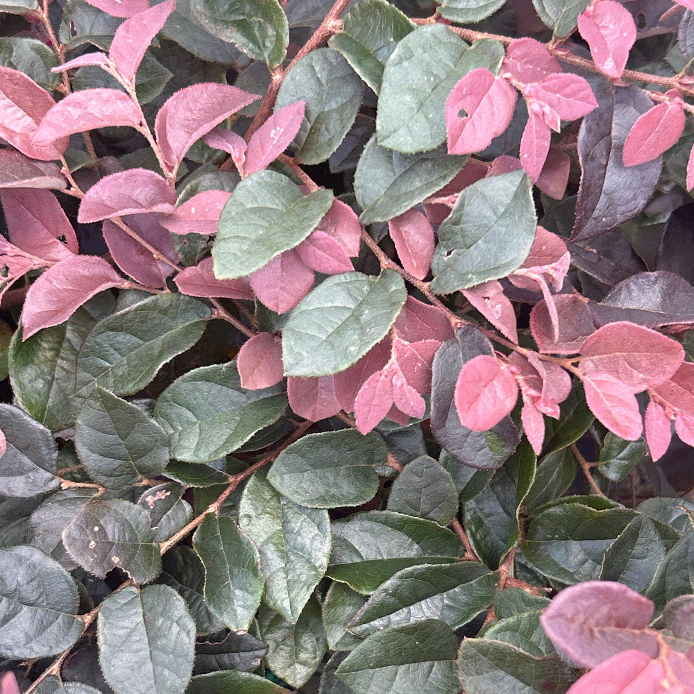 Ruby Loropetalum with burgundy foliage and vivid pink flowers