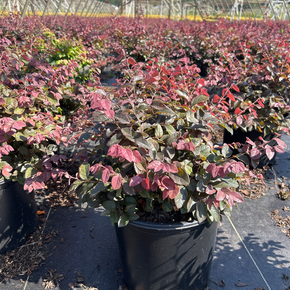 Ruby Loropetalum with burgundy foliage and vivid pink flowers
