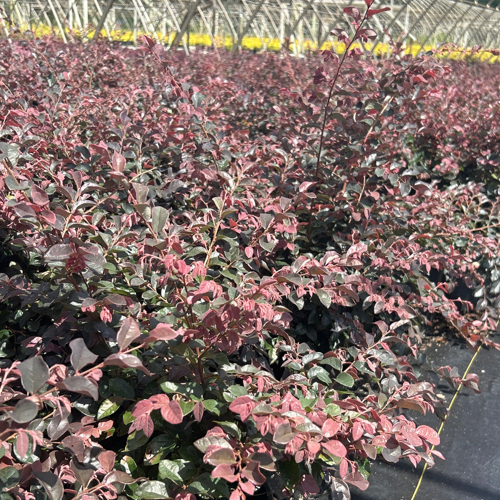 Ruby Loropetalum with burgundy foliage and vivid pink flowers