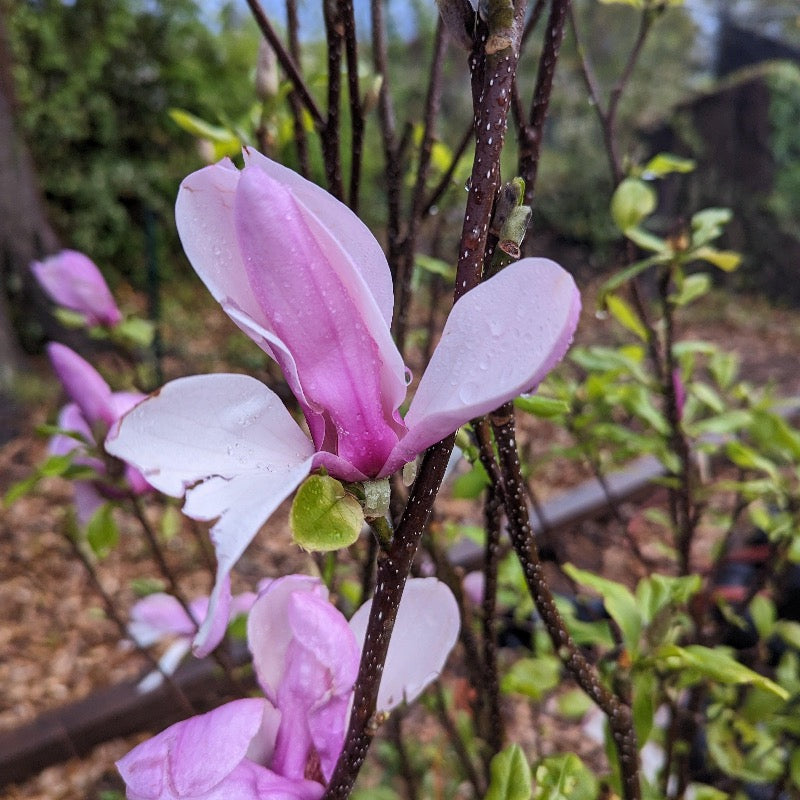 Jane Magnolia with large pink purple goblet shaped flowers