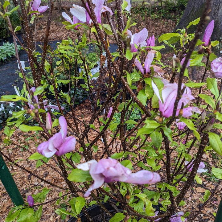 Jane Magnolia with large pink purple goblet shaped flowers