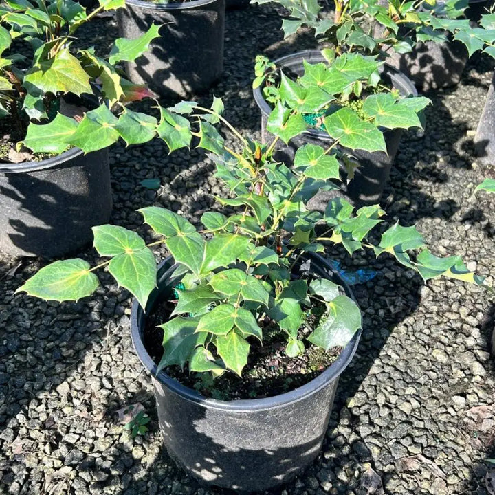Leatherleaf Mahonia with yellow flowers and blue black fruit