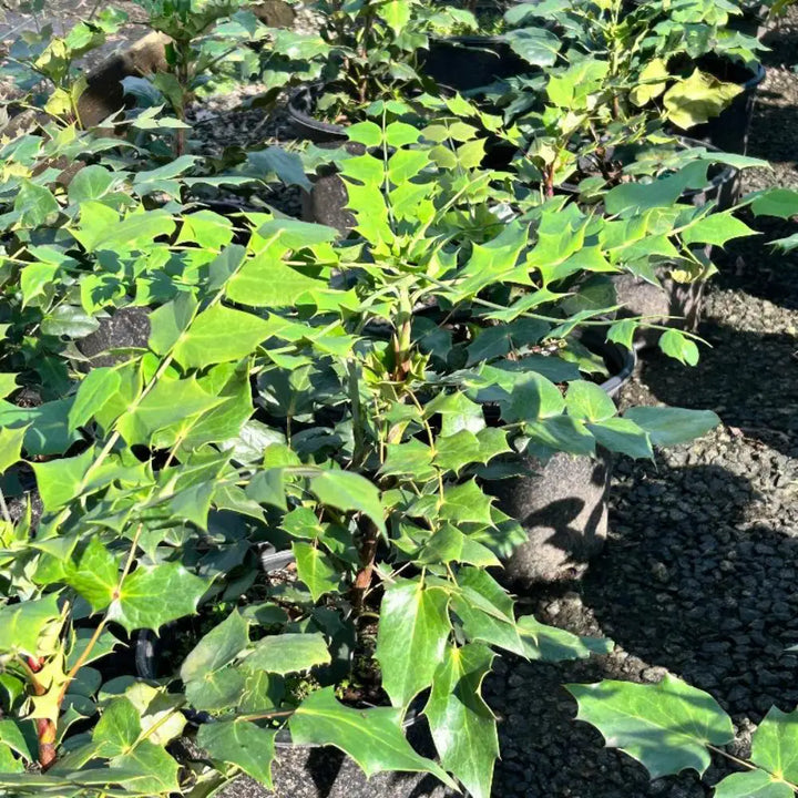 Leatherleaf Mahonia with yellow flowers and blue black fruit