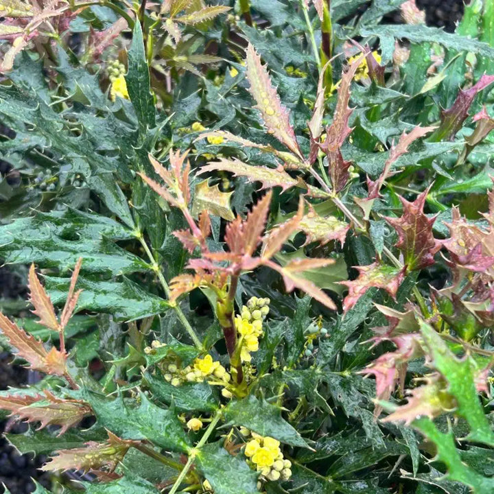 Beijing Beauty Mahonia with yellow flower panicles and dark green foliage