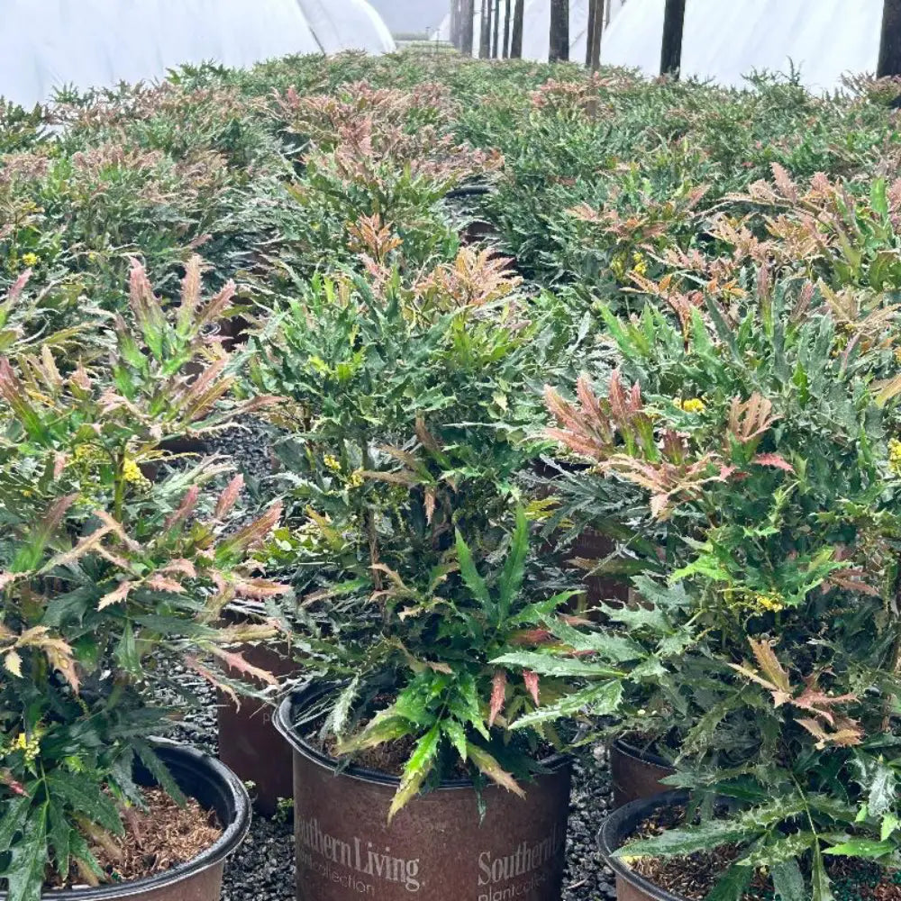Beijing Beauty Mahonia with yellow flower panicles and dark green foliage