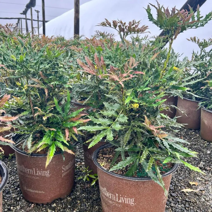 Beijing Beauty Mahonia with yellow flower panicles and dark green foliage