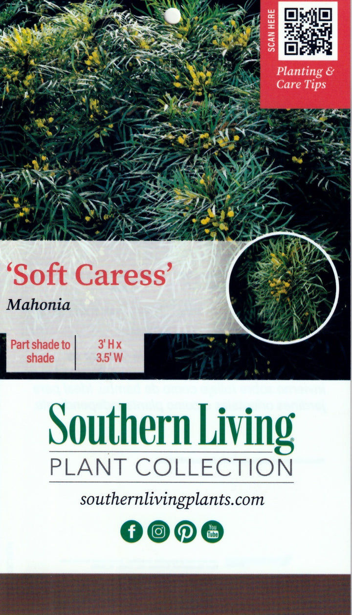 Soft Caress Mahonia with soft green foliage and yellow flowers