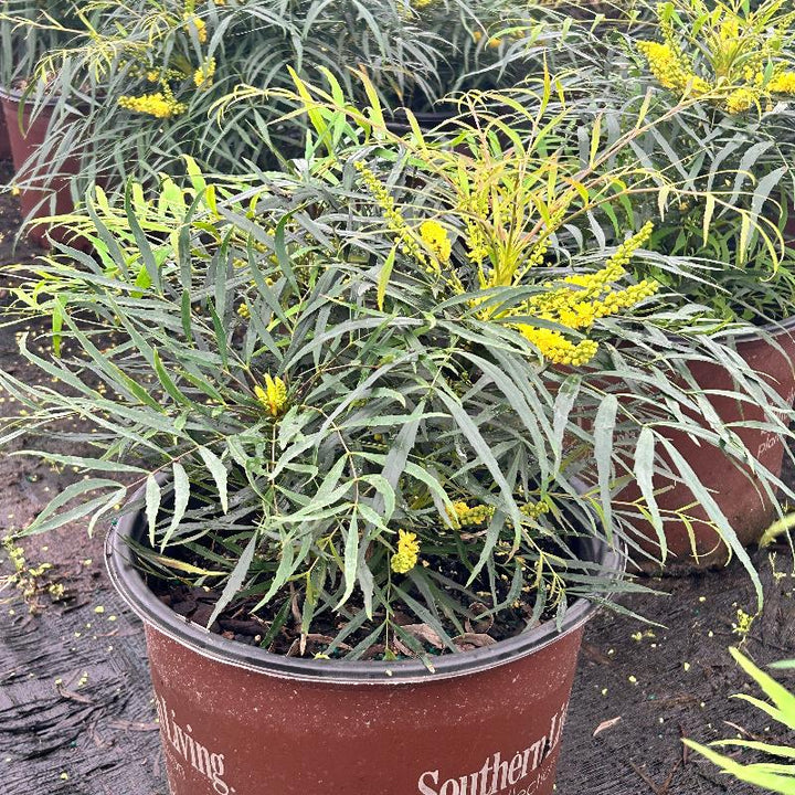 Mahonia Soft Caress