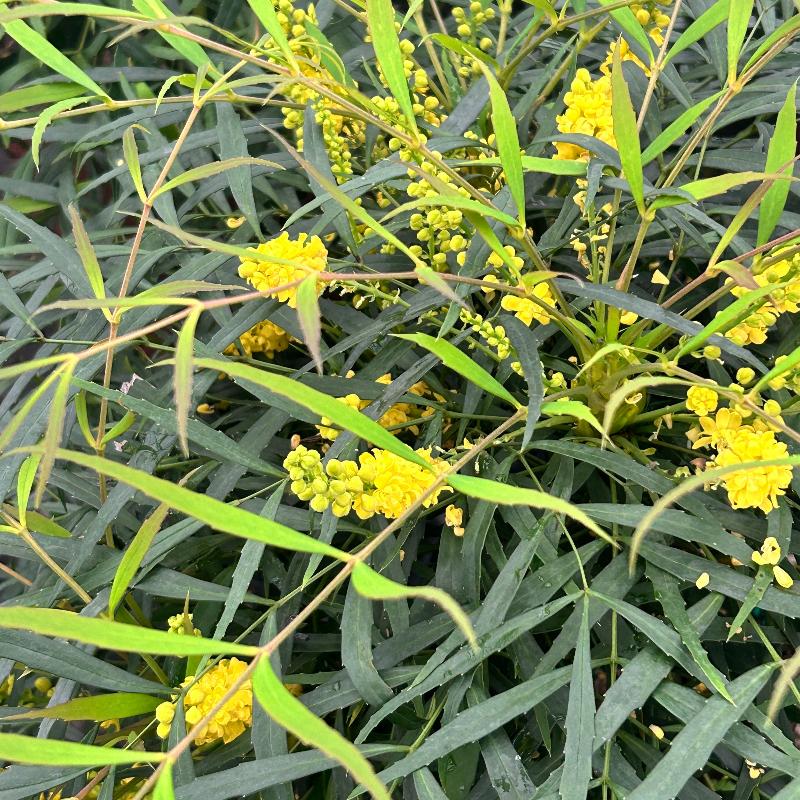 Soft Caress Mahonia with soft green foliage and yellow flowers
