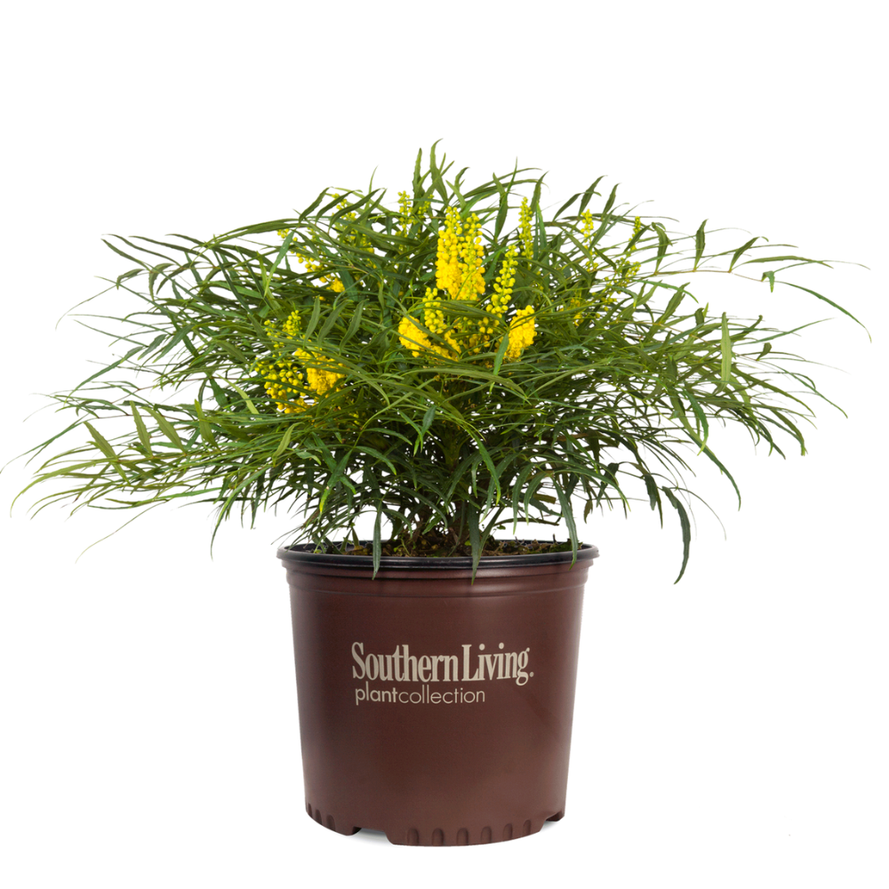 Soft Caress Mahonia with soft green foliage and yellow flowers
