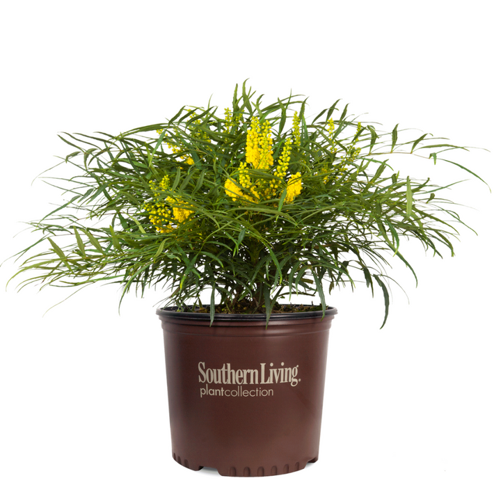 Soft Caress Mahonia with soft green foliage and yellow flowers