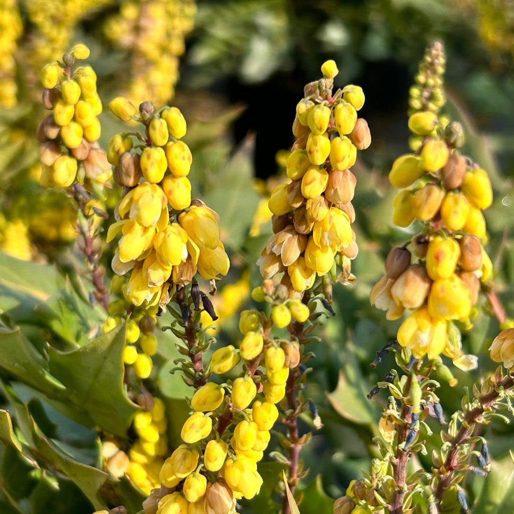 Winter Sun Mahonia with yellow winter flower spikes and bold evergreen foliage