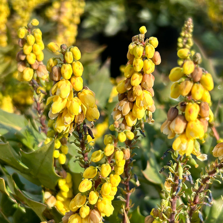 Winter Sun Mahonia with yellow winter flower spikes and bold evergreen foliage