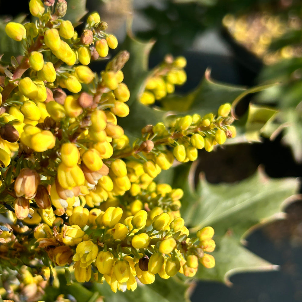 Winter Sun Mahonia with yellow winter flower spikes and bold evergreen foliage