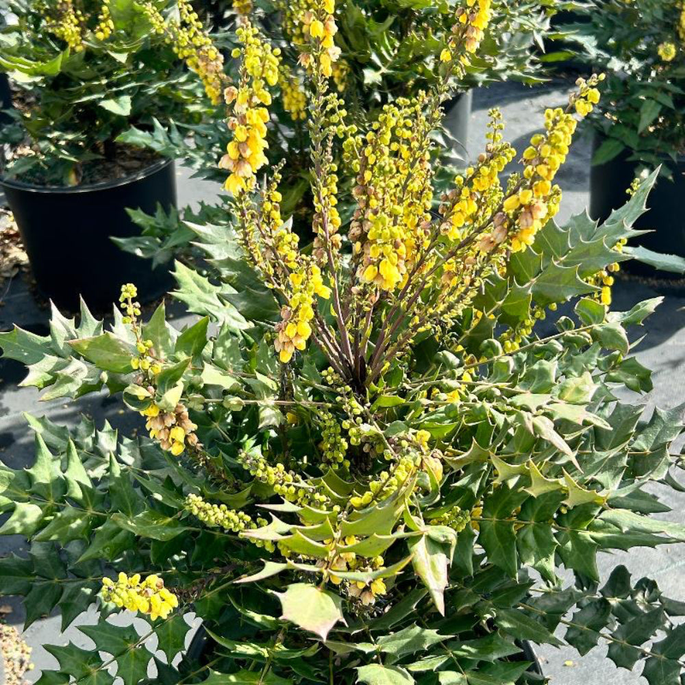 Winter Sun Mahonia with yellow winter flower spikes and bold evergreen foliage