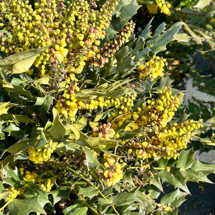 Winter Sun Mahonia with yellow winter flower spikes and bold evergreen foliage