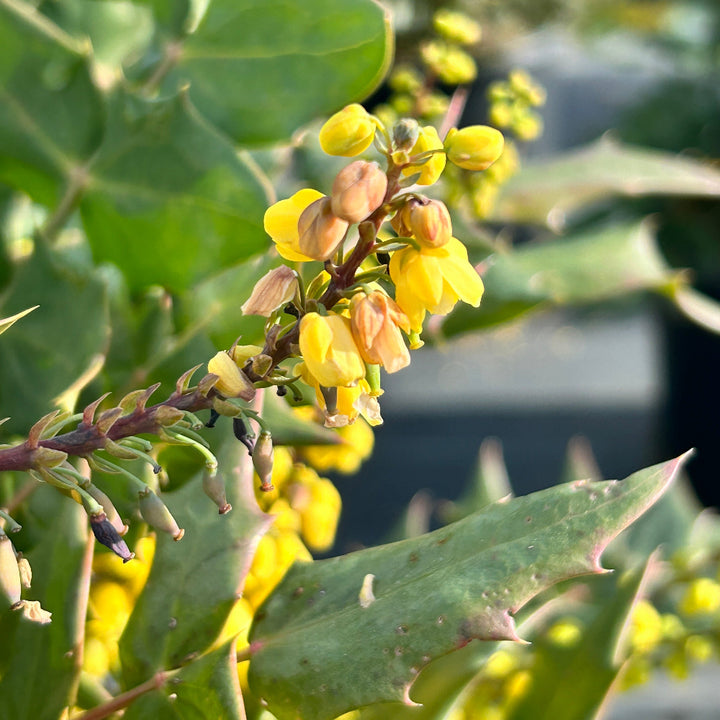 Winter Sun Mahonia with yellow winter flower spikes and bold evergreen foliage