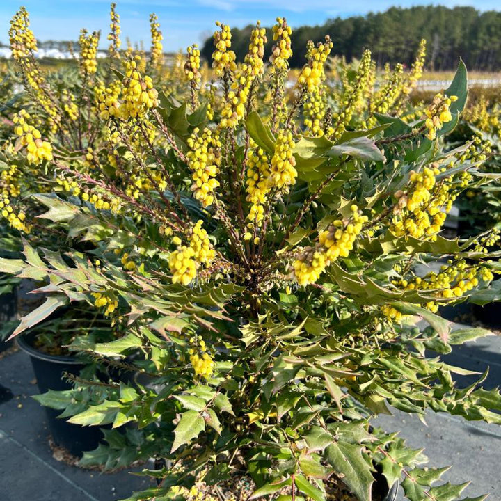 Winter Sun Mahonia with yellow winter flower spikes and bold evergreen foliage