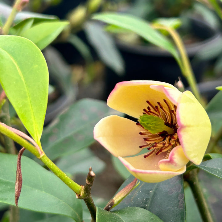Banana Shrub with creamy yellow fragrant flowers and glossy foliage