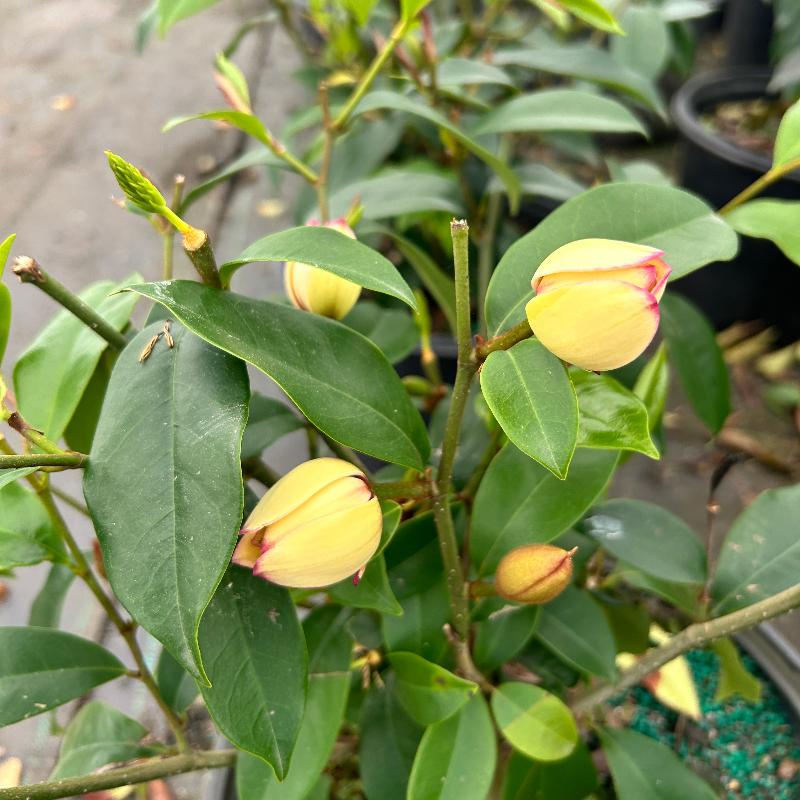 Banana Shrub with creamy yellow fragrant flowers and glossy foliage