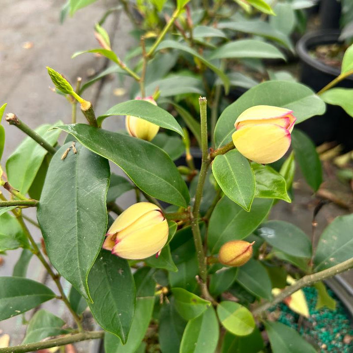 Banana Shrub with creamy yellow fragrant flowers and glossy foliage