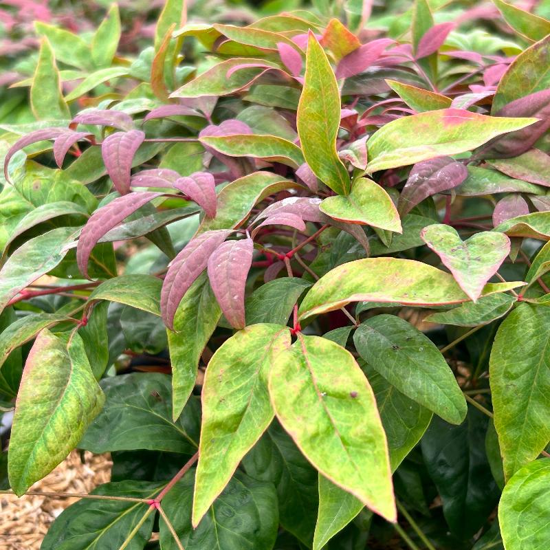 Blush Pink Nandina with pink red and green foliage