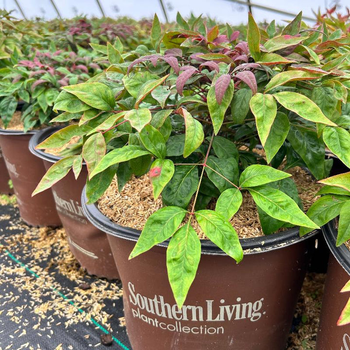 Blush Pink Nandina with pink red and green foliage